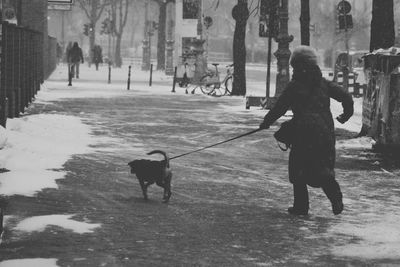 Rear view of dog walking on street in city