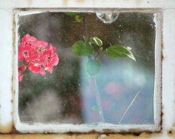 Close-up of red flower on glass window