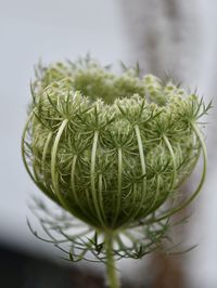 Close-up of potted plant