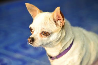 Close-up of dog against sky