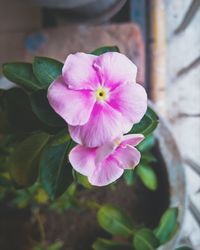 Close-up of pink flower blooming outdoors