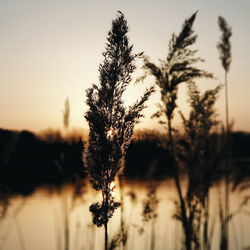 Close-up of stalks against sky during sunset