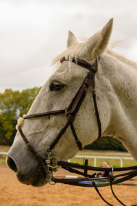 Close-up of a horse