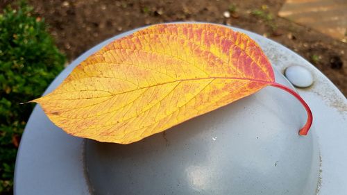 Close-up of yellow maple leaf