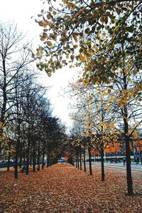 Autumn leaves on tree