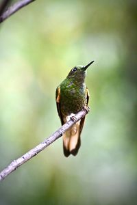 Close-up of bird perching on twig