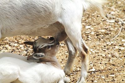 Goat feeding kids on field