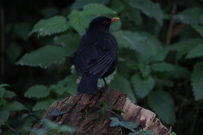 Black bird perching on a plant