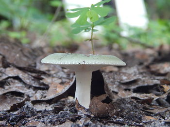 Close-up of mushroom growing on field