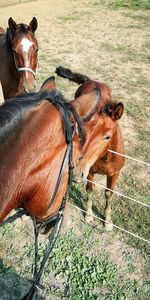 Horse standing in ranch