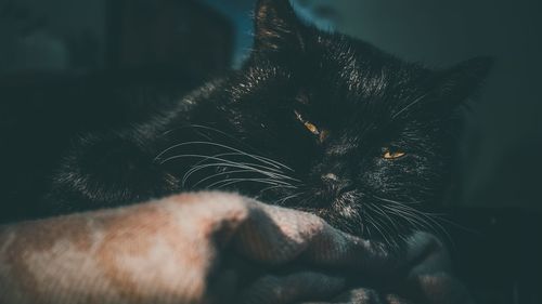 Close-up of cat lying down