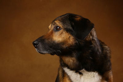 Close-up of dog looking away