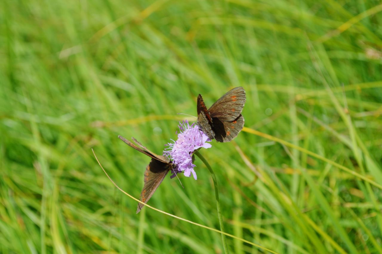 BUTTERFLY ON PURPLE FLOWER