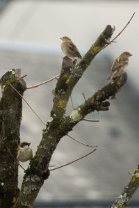 Close-up of bird perching on tree against sky