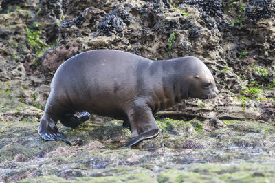 Close-up of seal