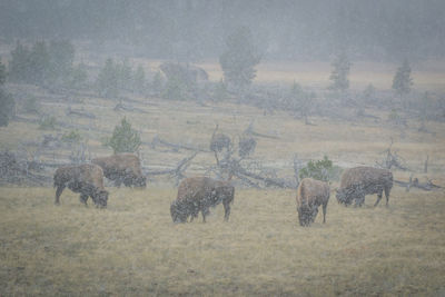 Flock of sheep grazing on field