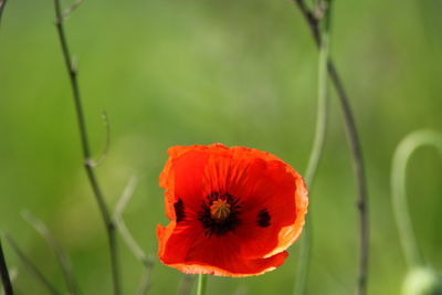 Close-up of orange poppy