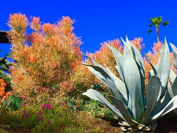 Close-up of succulent plant on field against blue sky