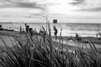 Close-up of grass by sea against sky