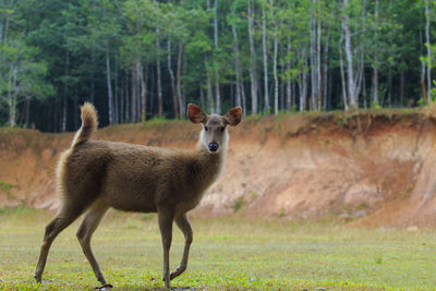 Young female sambar deer in khao yai national park thailand1