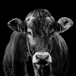 Portrait of cow