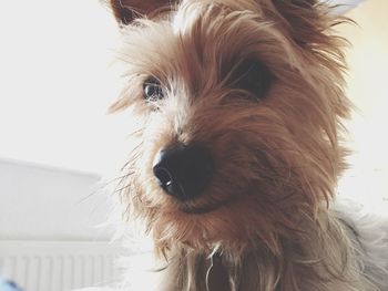 Close-up of dog