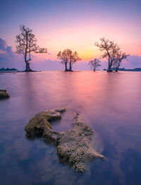 Scenic view of tree against sky during sunset