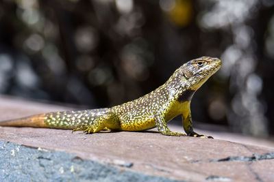 Close-up of a lizard