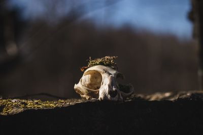 Close-up of animal skull