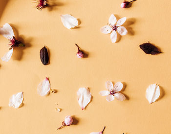 Directly above shot of seashells on yellow background