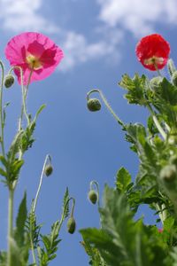 Close-up of flowering plant against sky