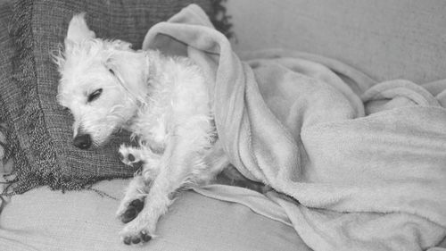 Close-up of dog sleeping