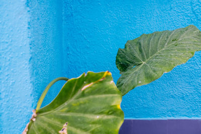 Close-up of fresh green plant against blue wall