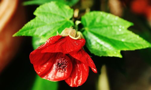 Close-up of red flower