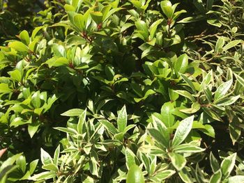 Close-up of plants