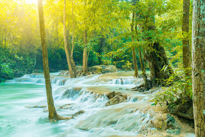 Stream flowing through trees in forest