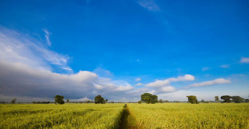 Scenic view of agricultural field against sky