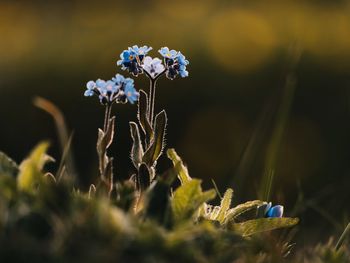 Close-up of wilted flowering plant on field