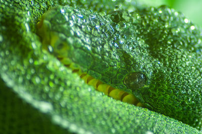 Close-up of lizard on leaf