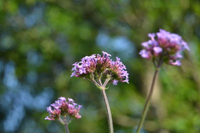 Close-up of purple flowering plant