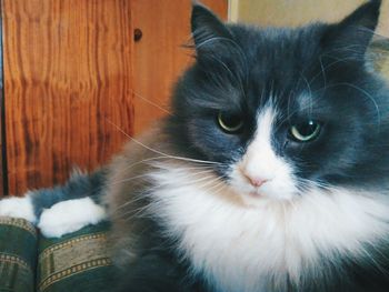 Close-up portrait of cat at home