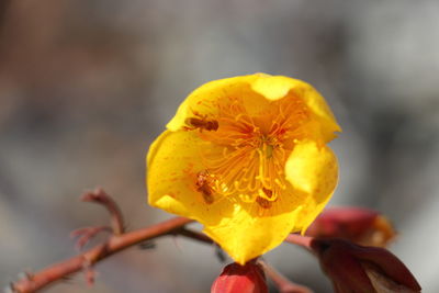 Close-up of yellow flower