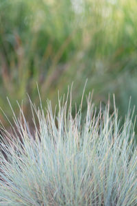 Close-up of fresh green plants on land