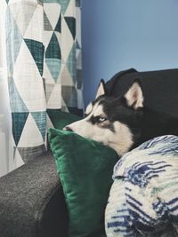 Close-up of siberian husky dog