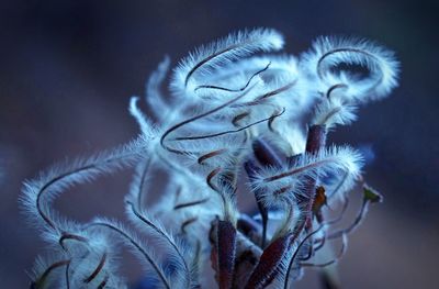 Close-up of dandelion flower