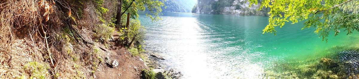 Scenic view of river amidst trees in forest