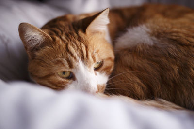 Close-up of cat resting