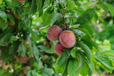 Close-up of strawberry growing on tree