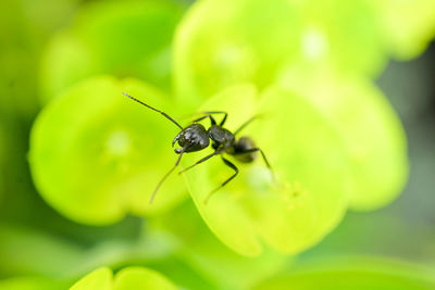 Close-up of insect on plant