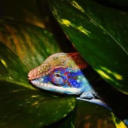 Close-up of a turtle